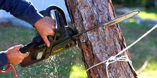 Best Tree Trimming and Pruning  in Mona, UT
