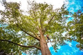 Best Storm Damage Tree Cleanup  in Mona, UT