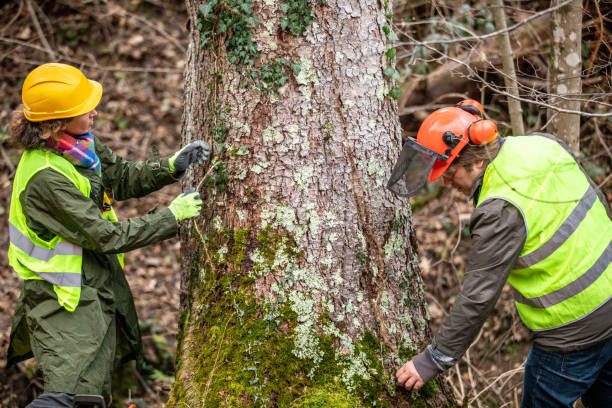 Best Tree Cabling and Bracing  in Mona, UT