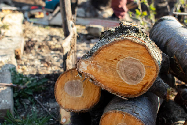  Mona, UT Tree Care Pros