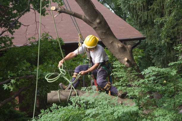 Best Hazardous Tree Removal  in Mona, UT