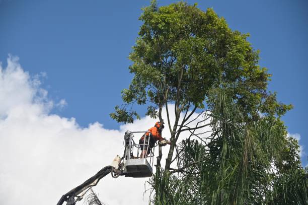 Best Tree Health Inspection  in Mona, UT