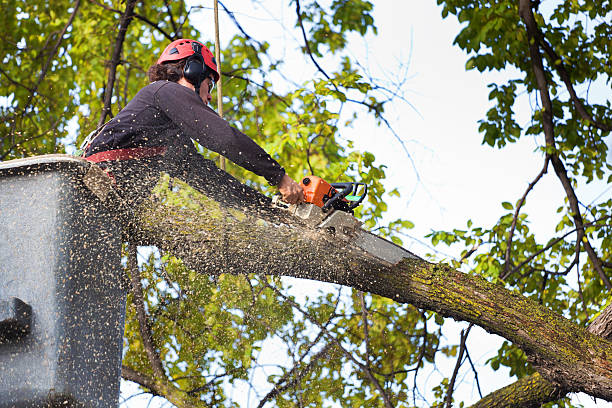 Best Lawn Dethatching  in Mona, UT