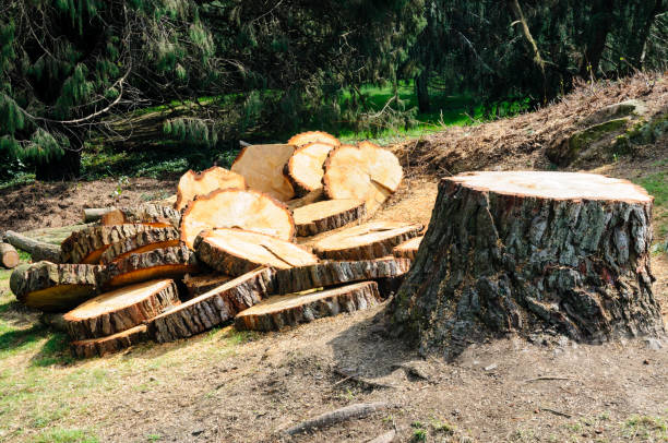 Best Commercial Tree Services  in Mona, UT